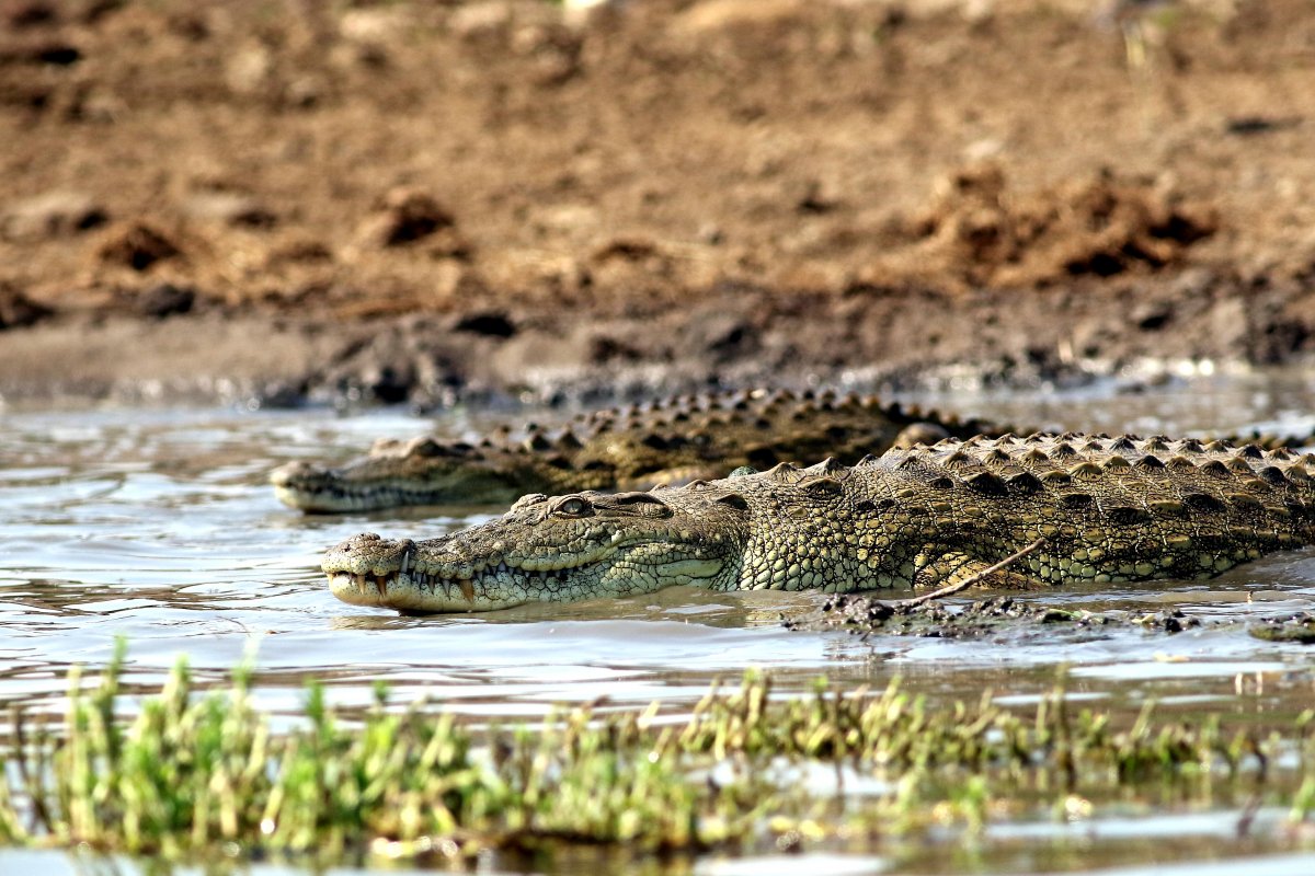 Crocodylus_niloticus_27.06.2019_P.Szymański 1.jpg